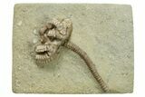Partial Crinoid (Agaricocrinus) Fossil - Crawfordsville, Indiana #269727-1